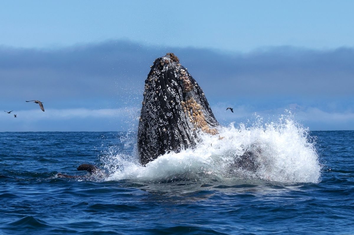 Are We Really About To Talk To Whales?