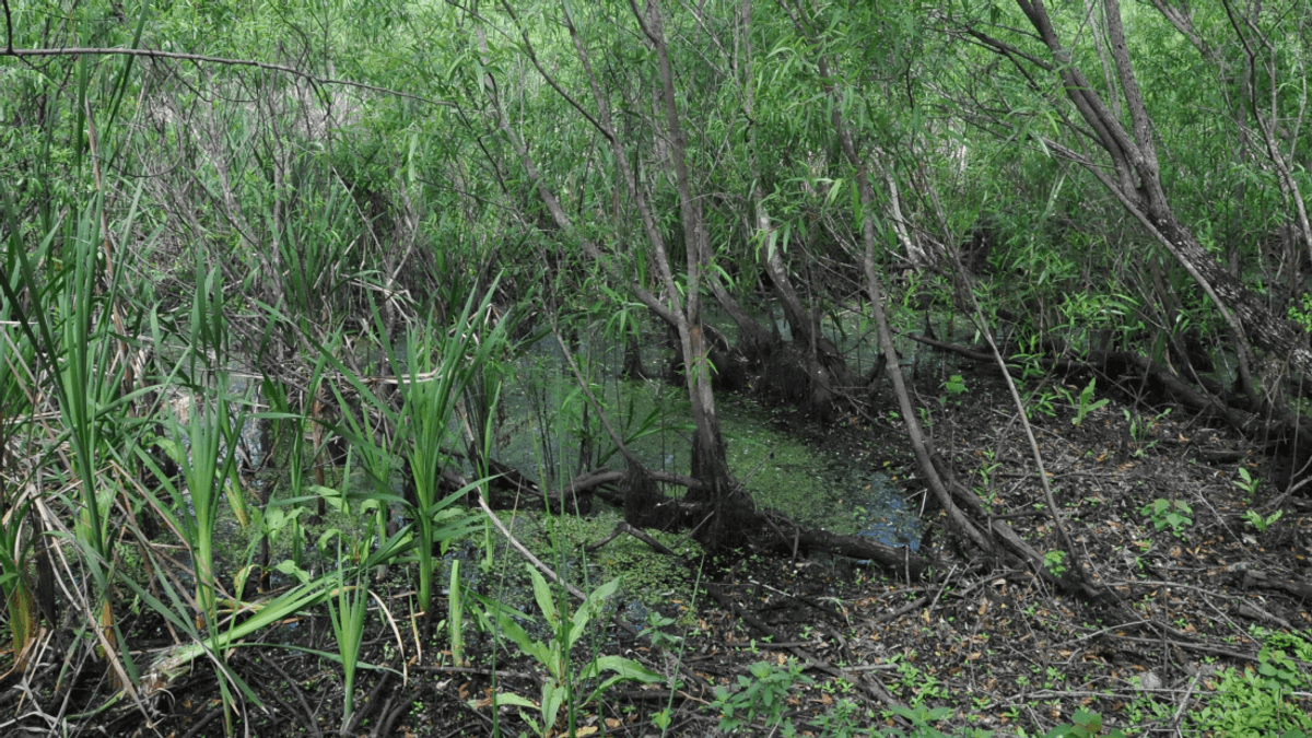 The Windover Bog Bodies: Why Were 177 Corpses Found In A Pond?