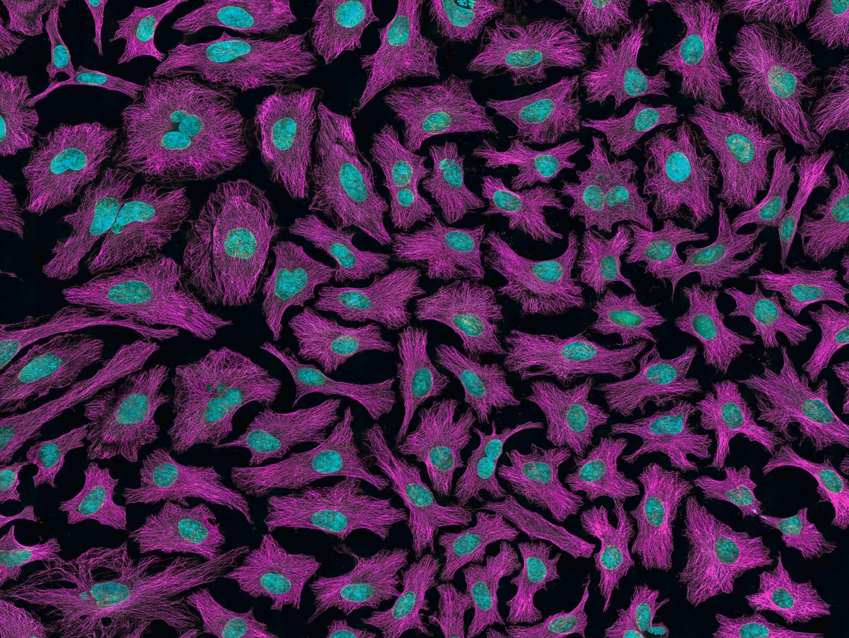 What Will The Global Disease Landscape Look Like In 2050?