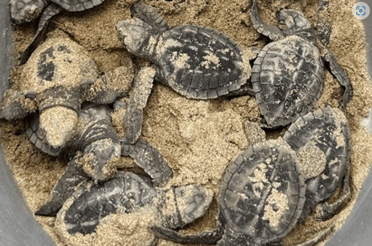 Turtle’s Unusual Gait Reveals An Explorer Far From Home