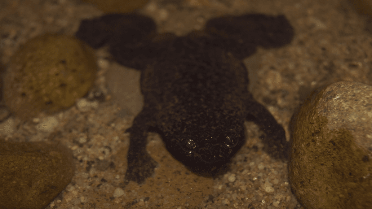 Lungless Frog Is Lungless No More As Scientists Find Tiny Respiratory Organs