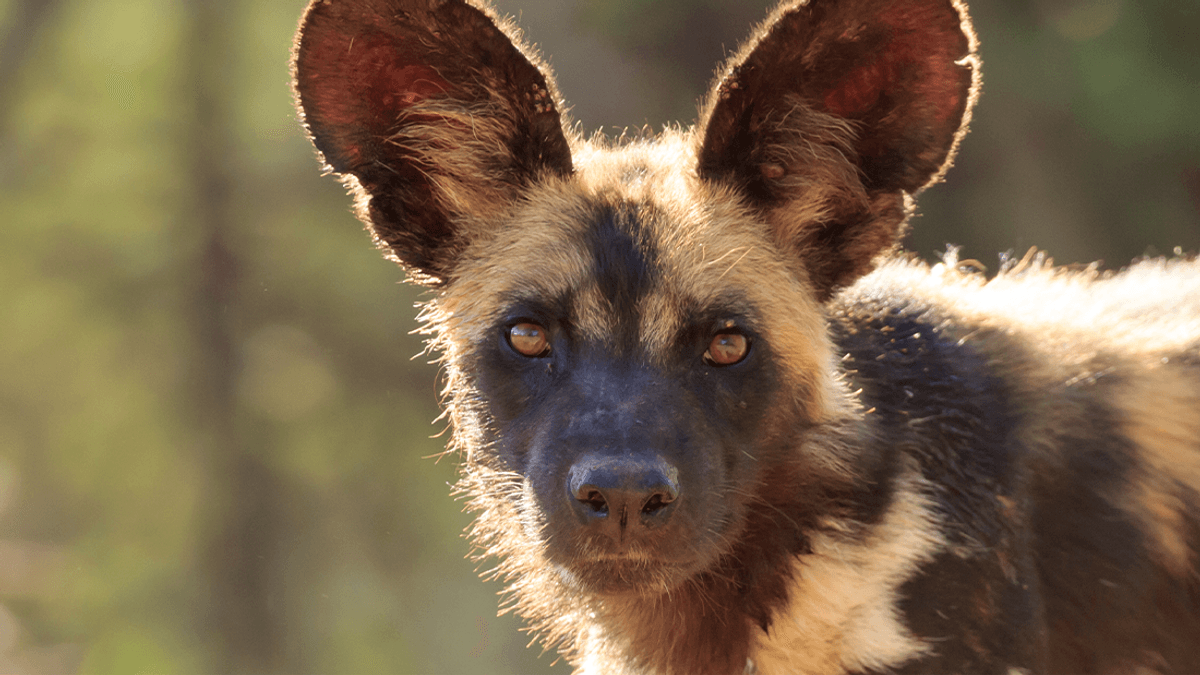 Puppy Dog Eyes Are Not Exclusive To Pets, African Wild Dogs Make Them Too