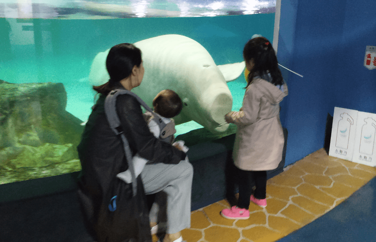 Free Bella: Activists Urge To Release Captive Beluga From Mega Mall In South Korea
