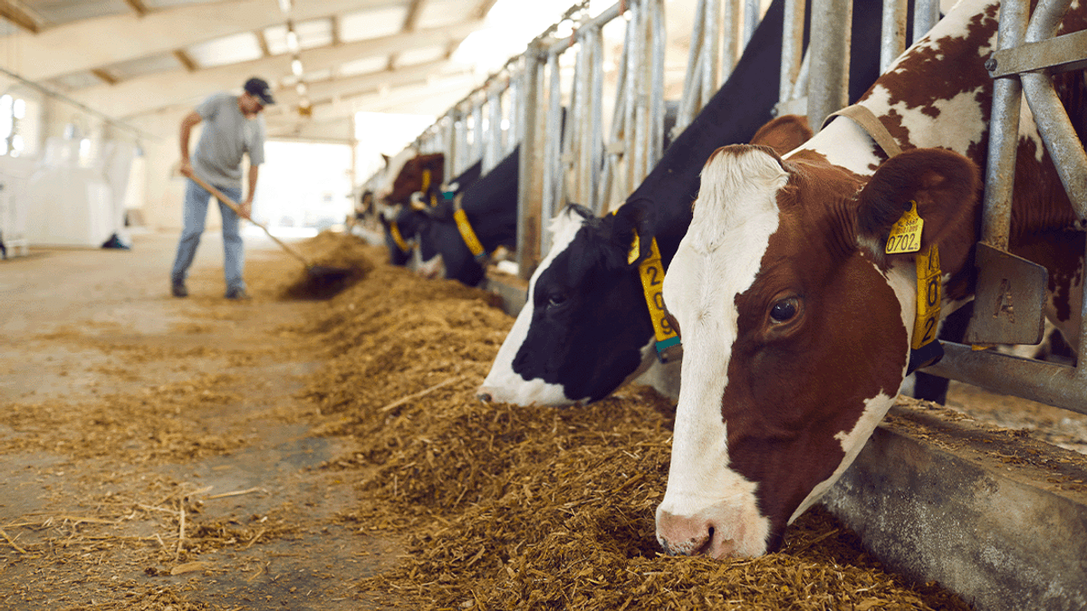 Second Farm Worker Infected With H5N1 Bird Flu By Dairy Cows In USA