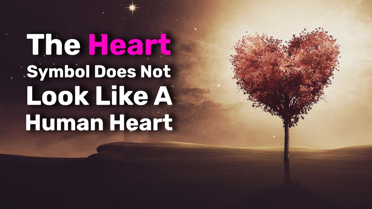 Why Does The Heart Symbol Look Nothing Like A Real Heart?