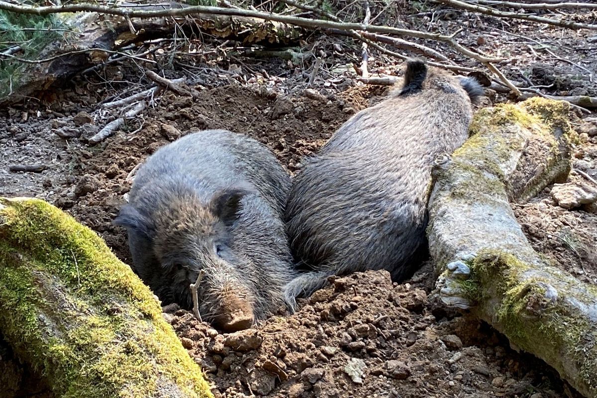 Chernobyl's "Wild Boar Paradox" Has Finally Been Cracked