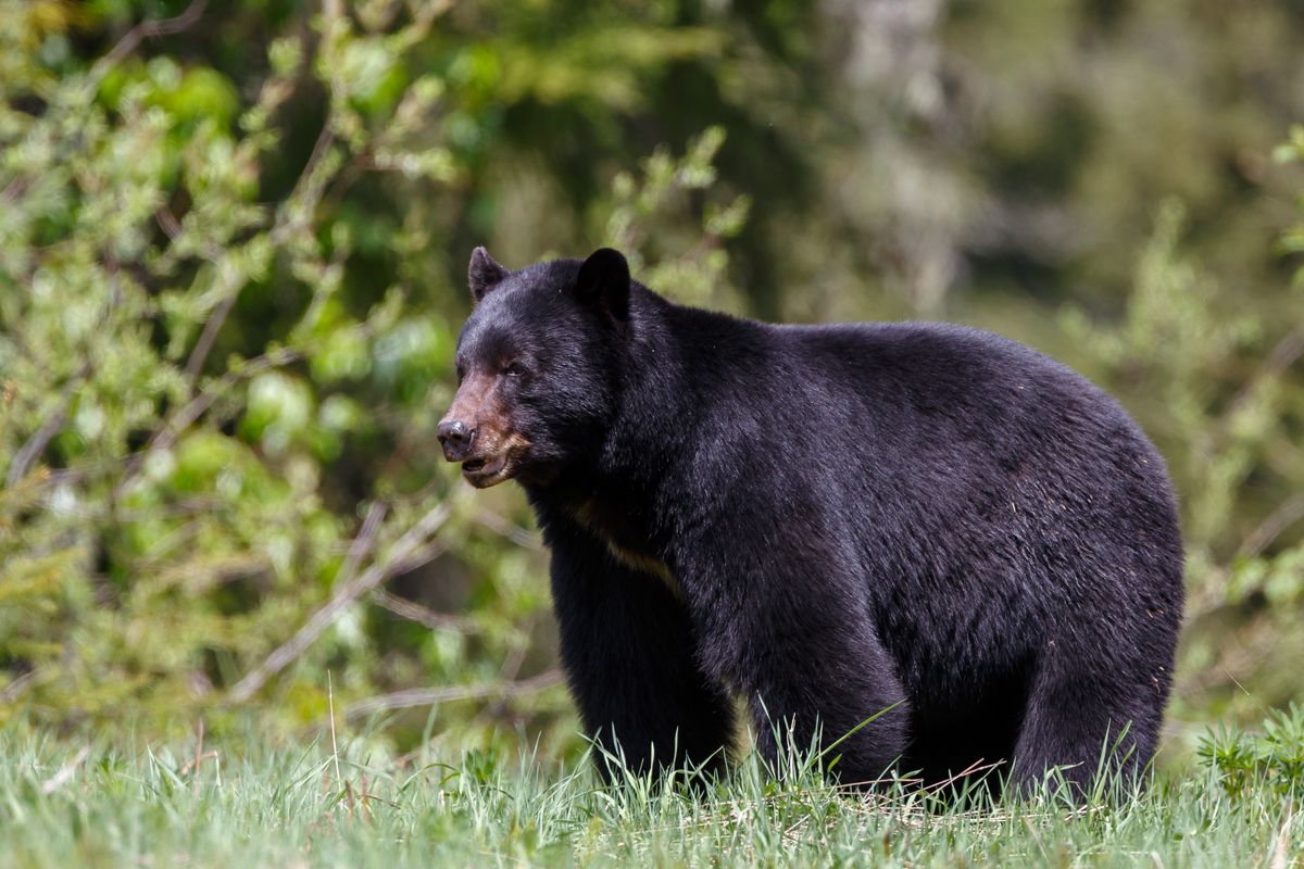 Undercooked Bear Meat Sparked Rare Parasitic Worm Outbreak At Family BBQ