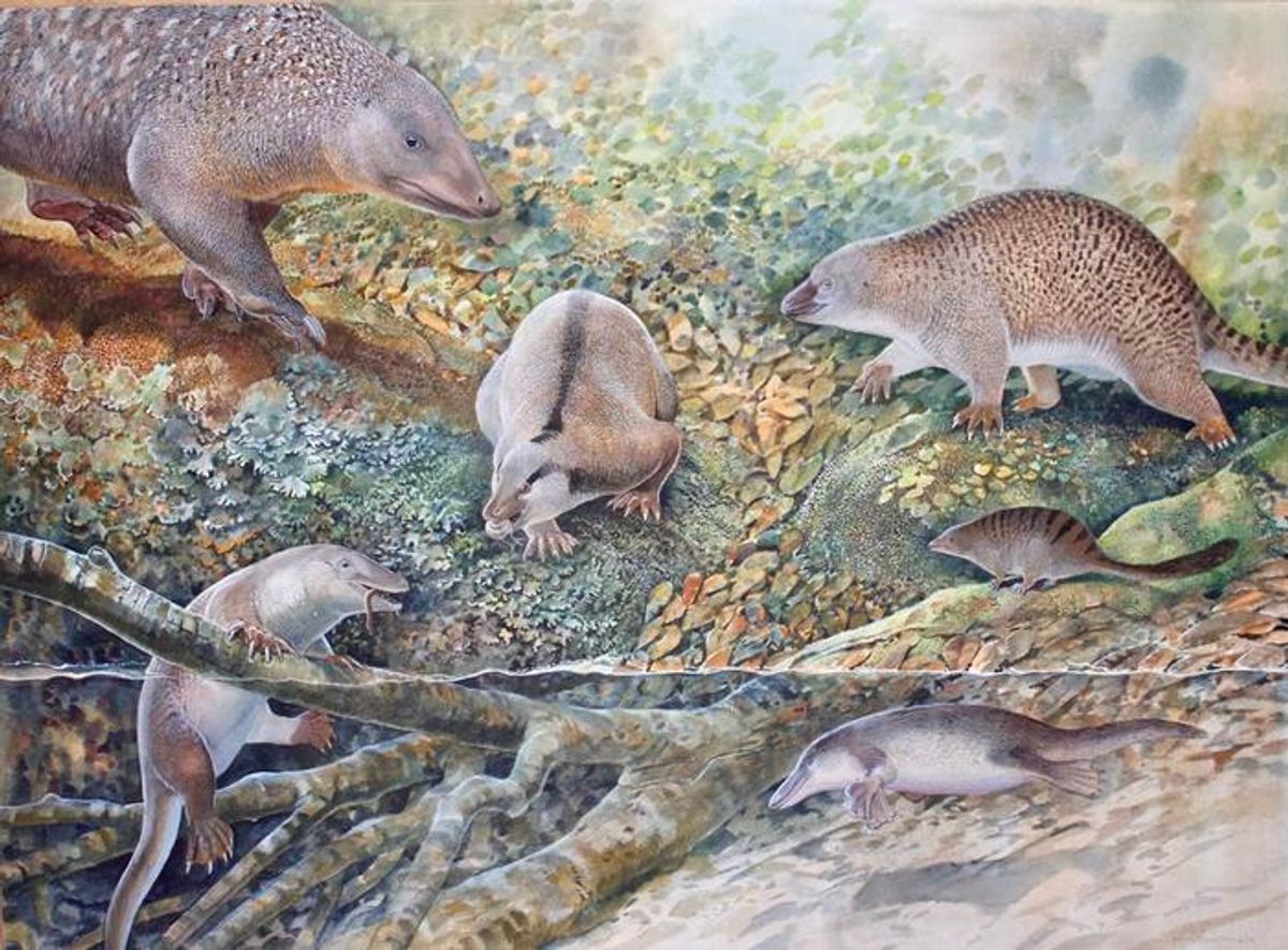 "Echidnapus" Among Three New Species That Reveal A Lost Land Of The Monotremes