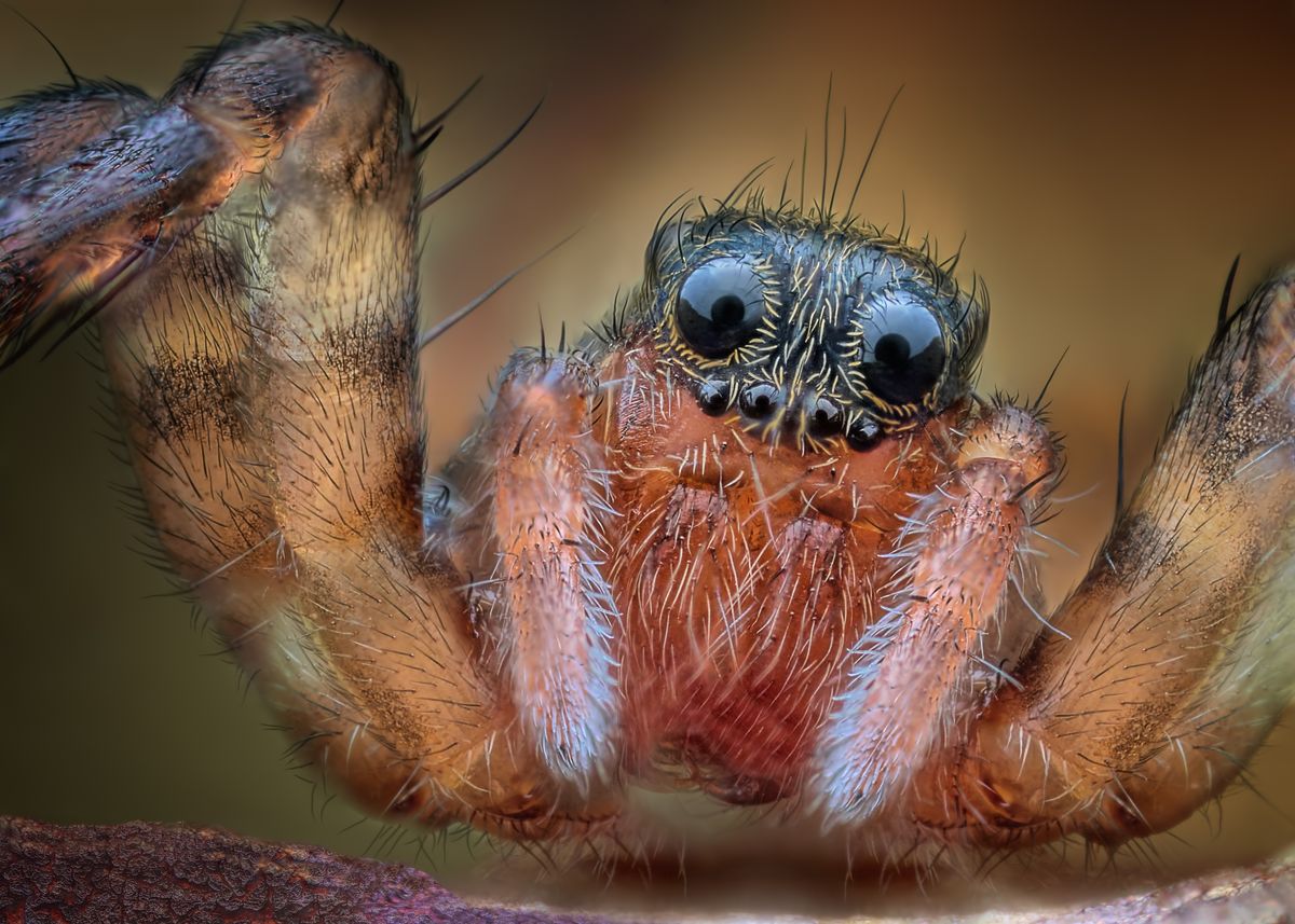 How Many Eyes Does A Spider Have?