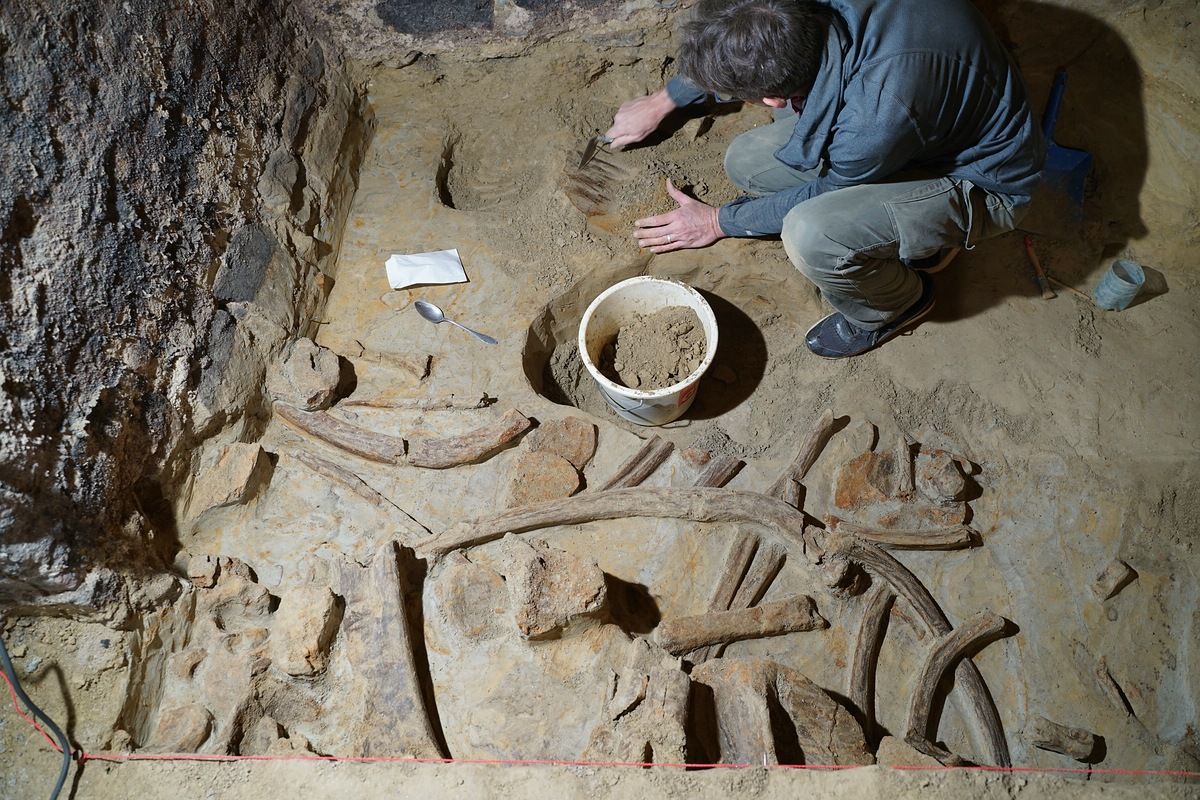 Man Finds Three Mammoth Skeletons In His Wine Cellar
