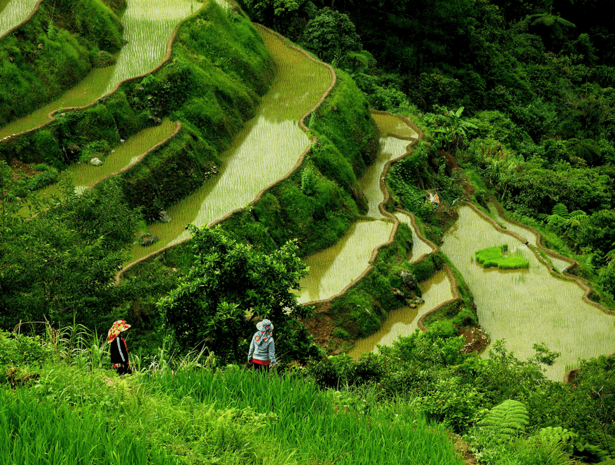 Greenpeace-Backed Block Of "Golden Rice" In Philippines Will Cost Lives, Scientists Suggest