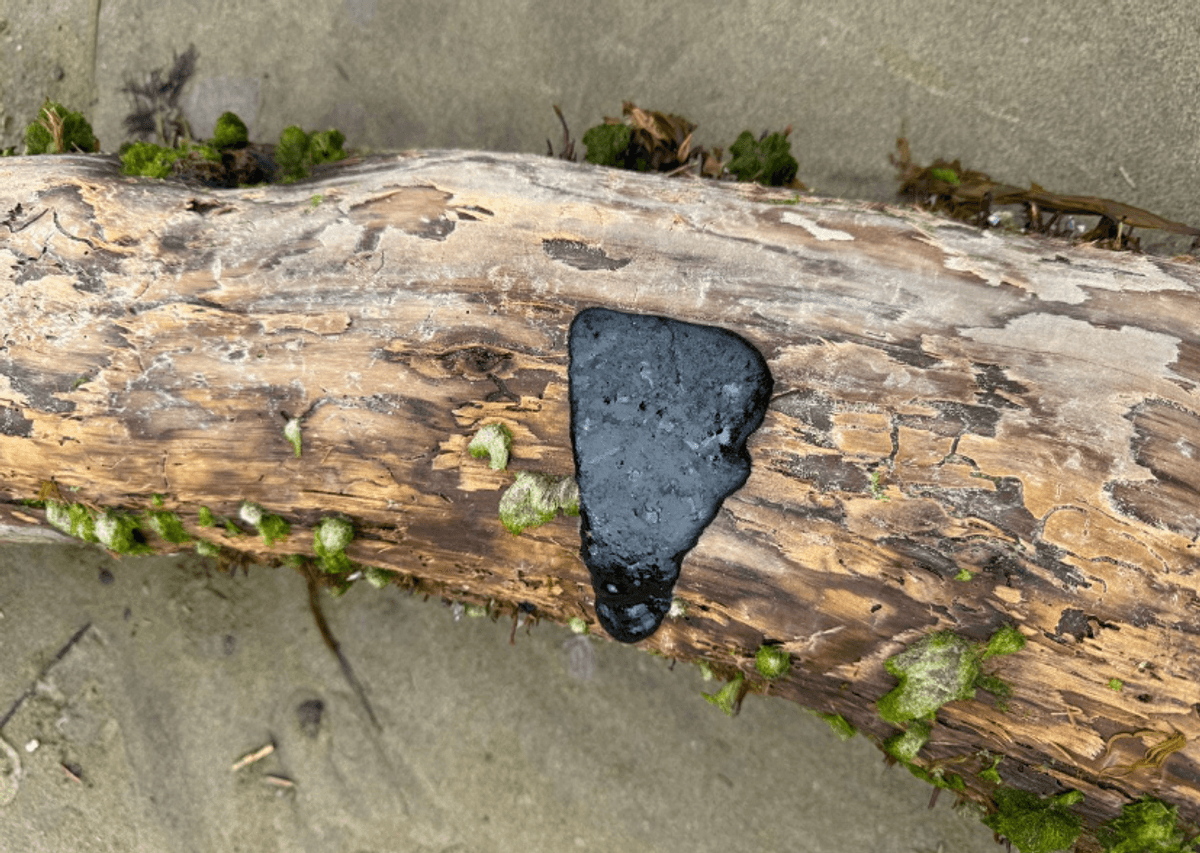 Oregon Officials Warn People Not To Touch Mystery Tar-Like Substance On West Coast Beaches