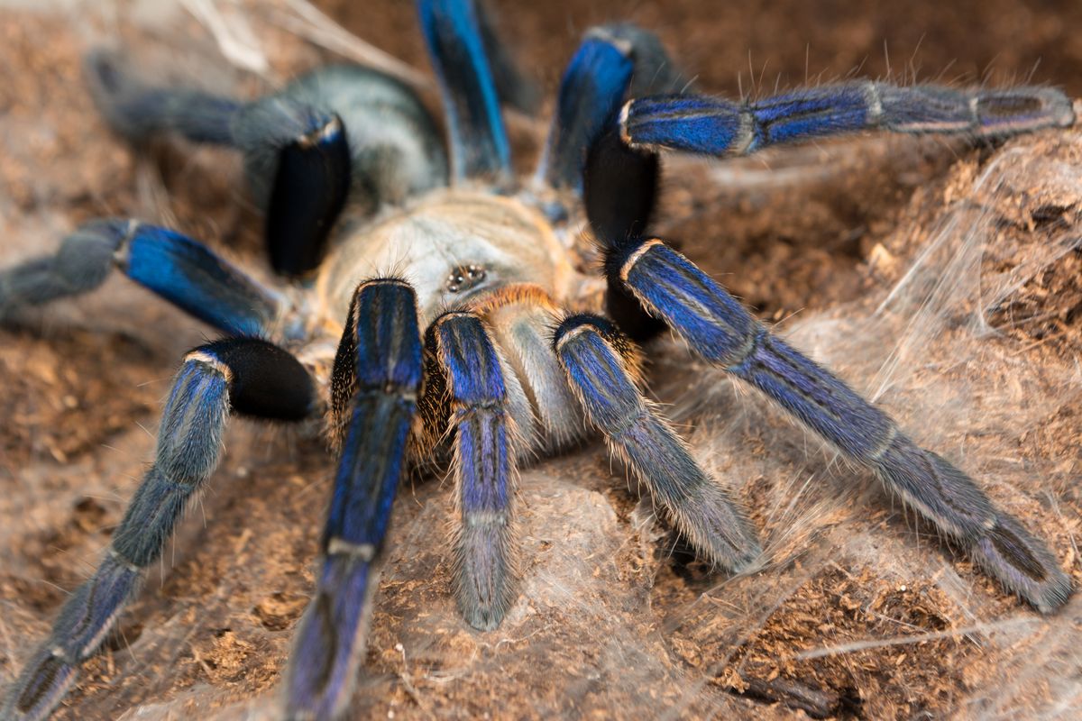 Electric Blue, Cobalt Blue and Green Bottle Blue: Meet The Famous Blue Tarantulas
