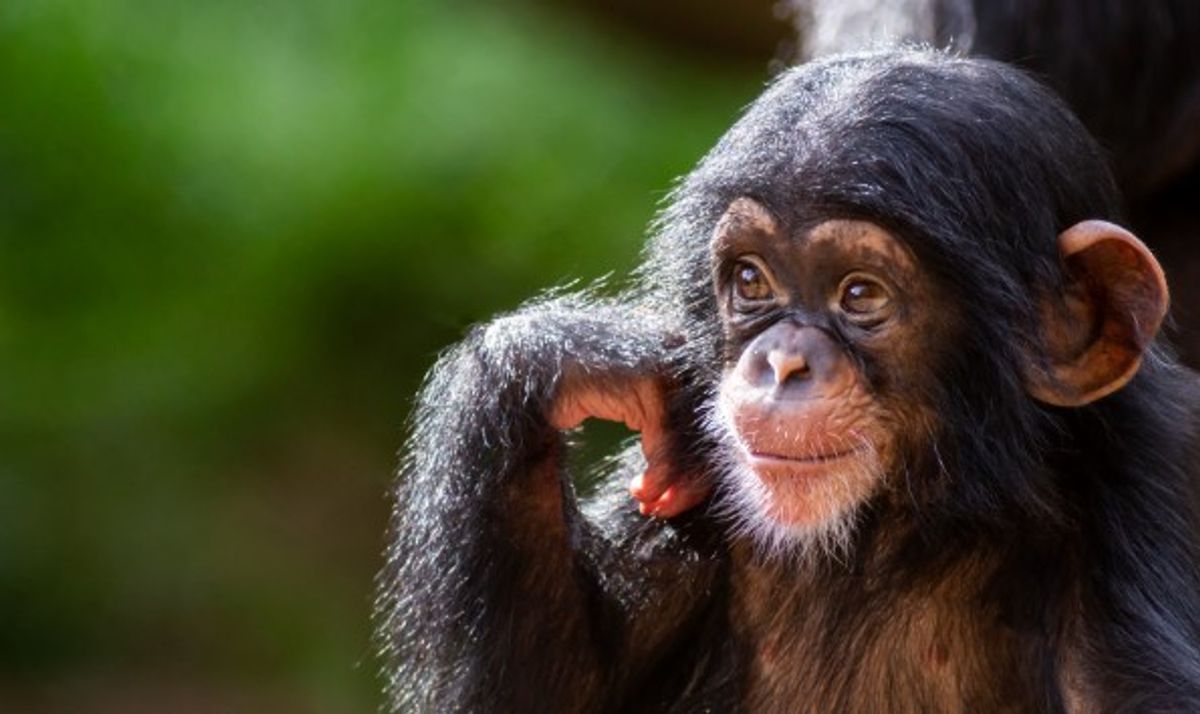 Human And Chimp DNA Is 98.8 Percent Identical – So How Are We So Different?