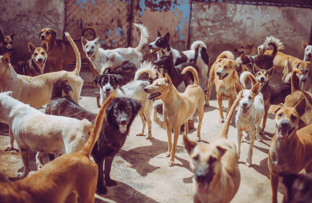 First English Settlers In North America Had To Eat Dogs To Stay Alive