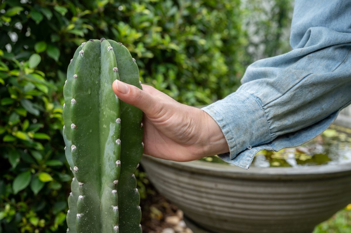 Ever Wondered How Scientists Collect Plant Sperm? A Plant Biologist Reveals All