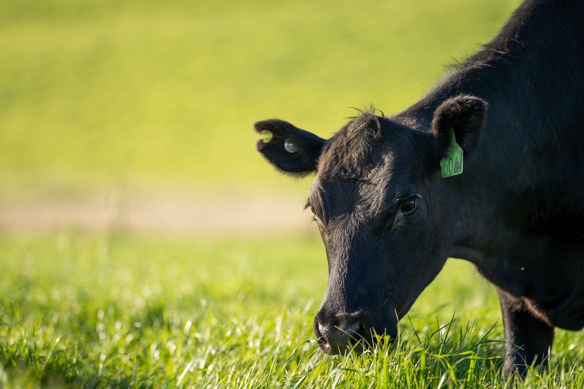 H5N1 Bird Flu Now Found In Beef, But Experts Say The Food Supply Remains Safe