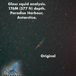 A series of images featuring the mystery squid at different graphic enhancements. One is filter, one is greyscale and one is enhanced for fin shape all smaller than the original. 