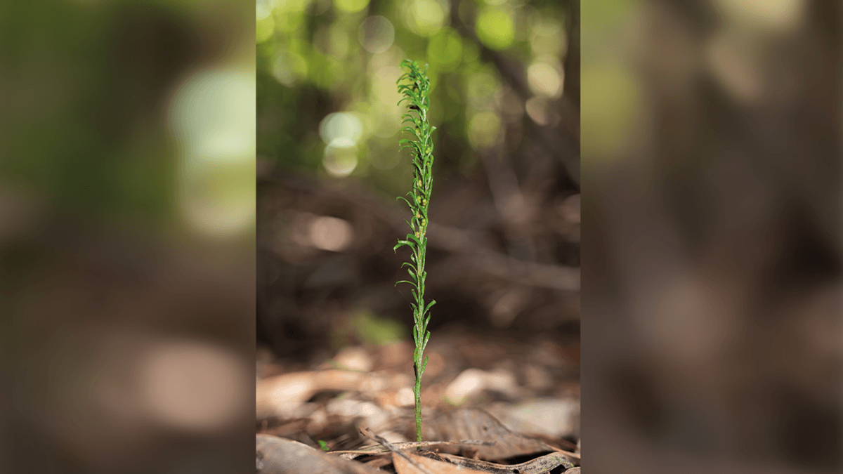Tiny Fern Breaks The World Record For The Largest Genome Of Any Organism