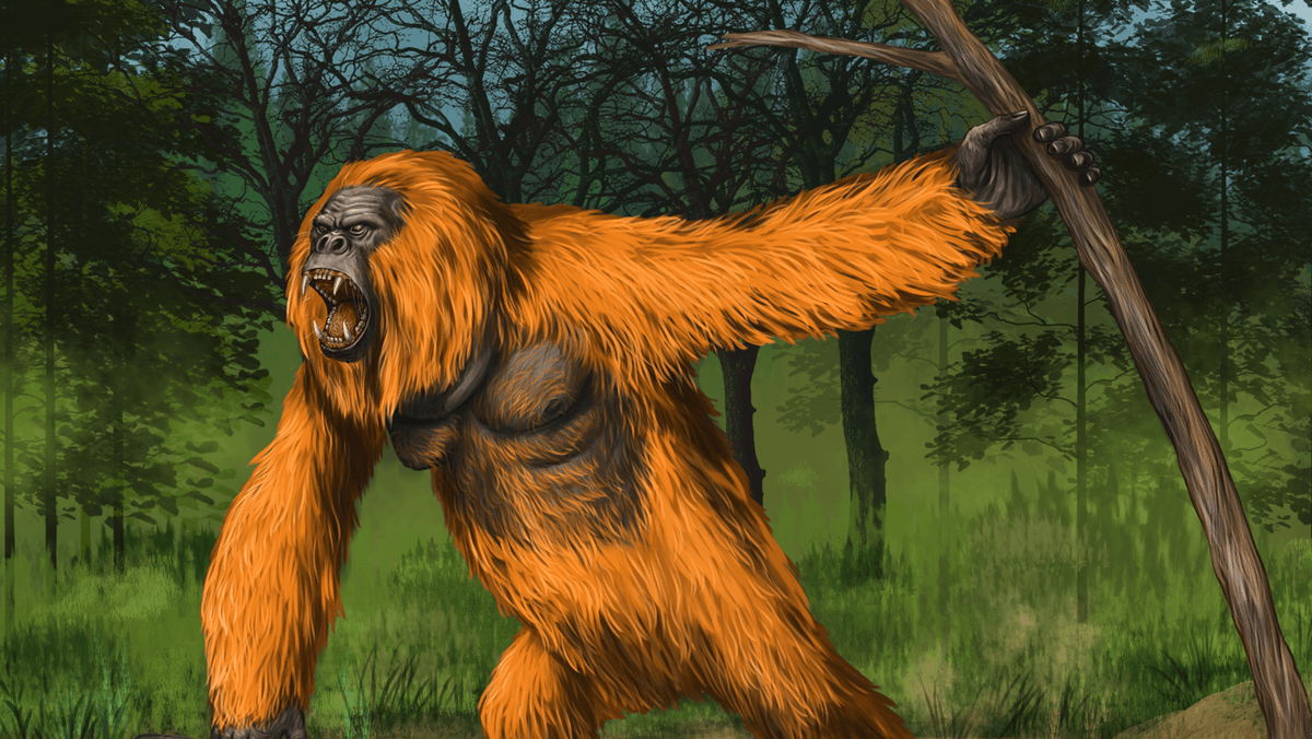 What Was The Largest Ape To Ever Live?