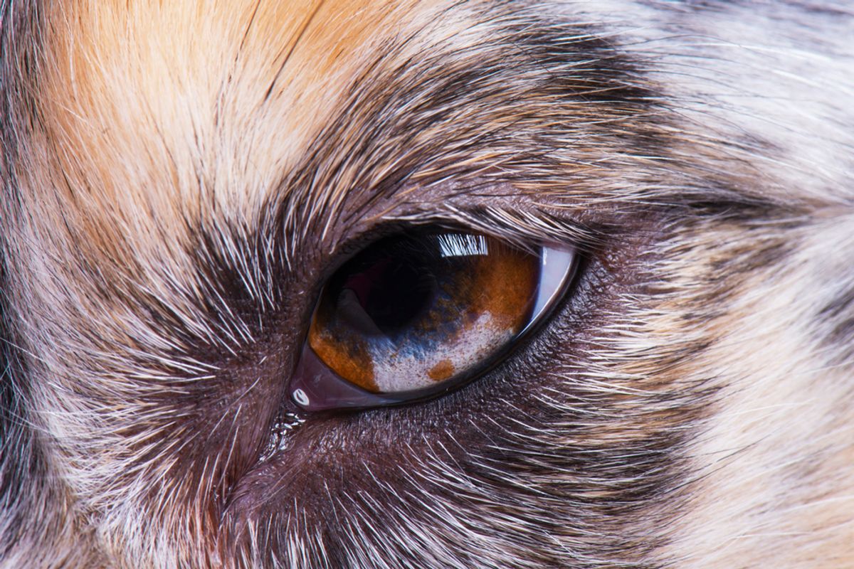 Why So Many Animals Have A Third Eyelid, Including Our Pets – Yet Humans Don’t
