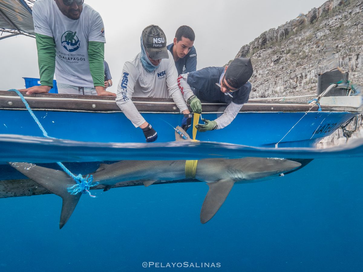 Silky Shark Swims Record-Breaking Migration Route Of Over 27,000 Kilometers