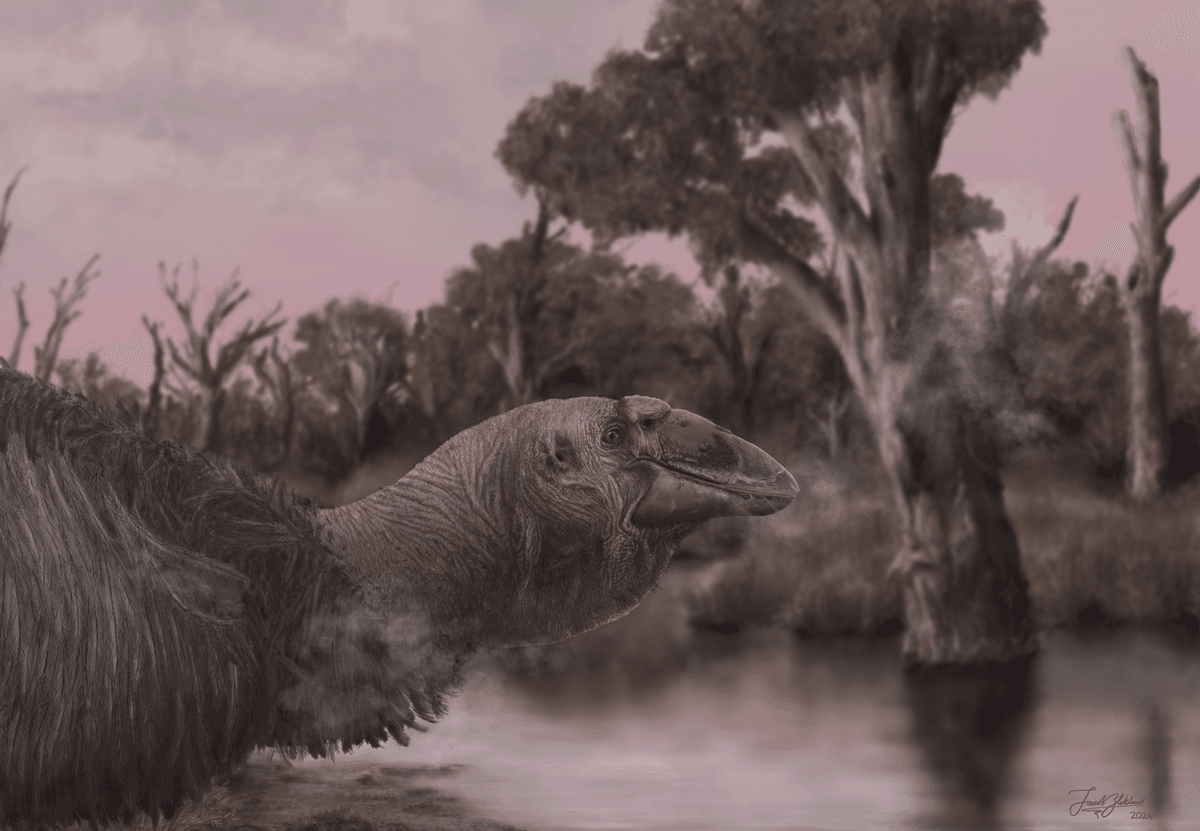 First Intact Skull Of Australia’s Terrifying Extinct “Giga-goose” Revealed