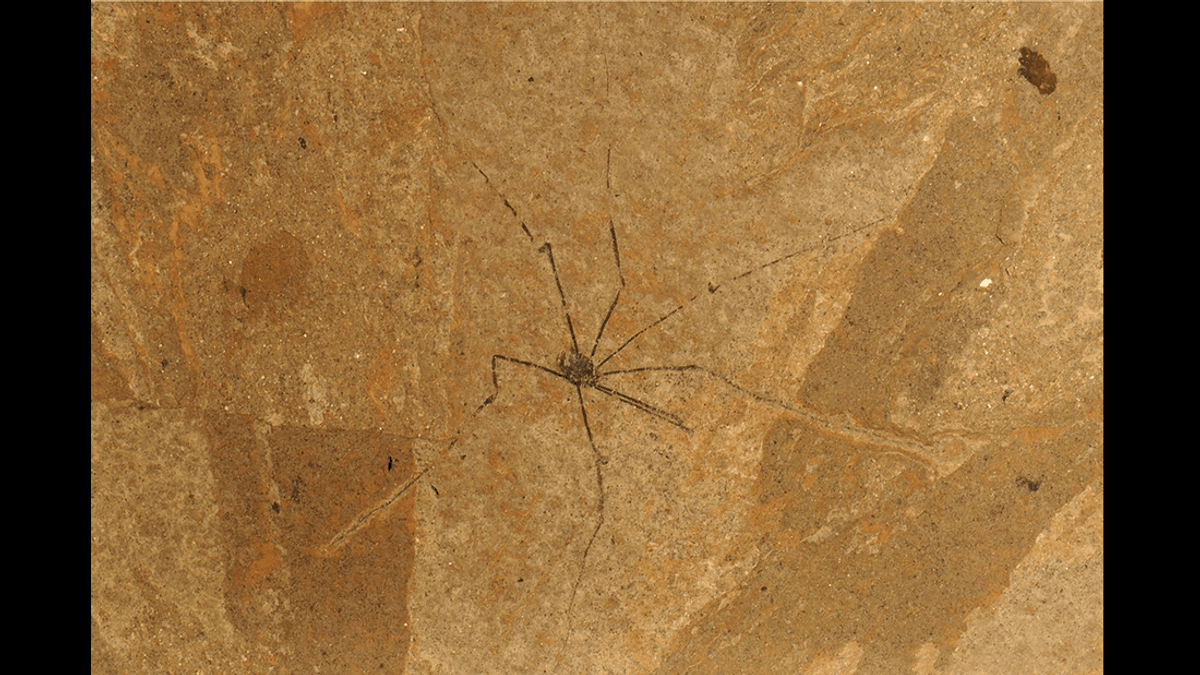 Move Over Daddy Longlegs, Meet The 48-Million-Year-Old Iridescent  "Grandpa Longlegs"