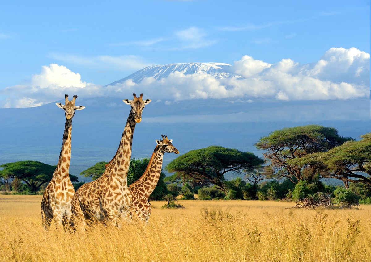 We’ve Learned Why Giraffes Stick Their Necks Out – And It’s Not For Sex