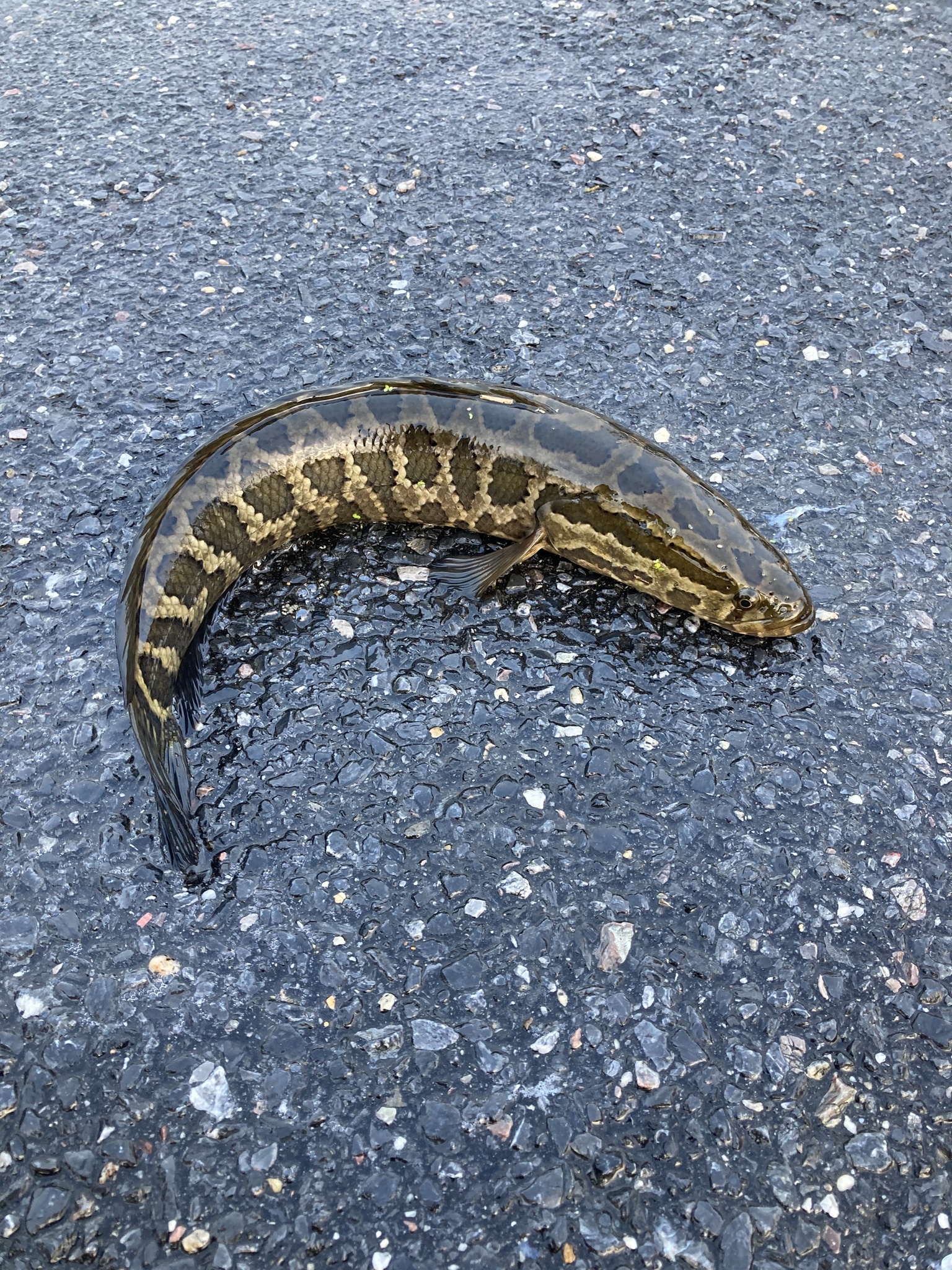 Snake-Headed Fish That Can Breathe Air And Slither On Land Caught In ...