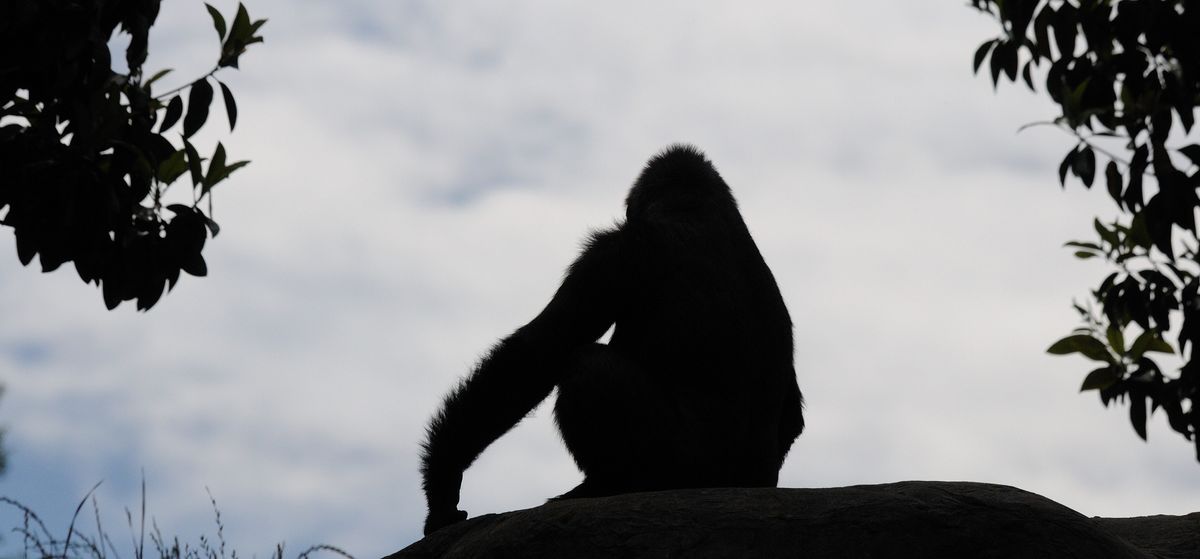 New Species Of Great Ape From Ancient Germany Is The Smallest Ever Found