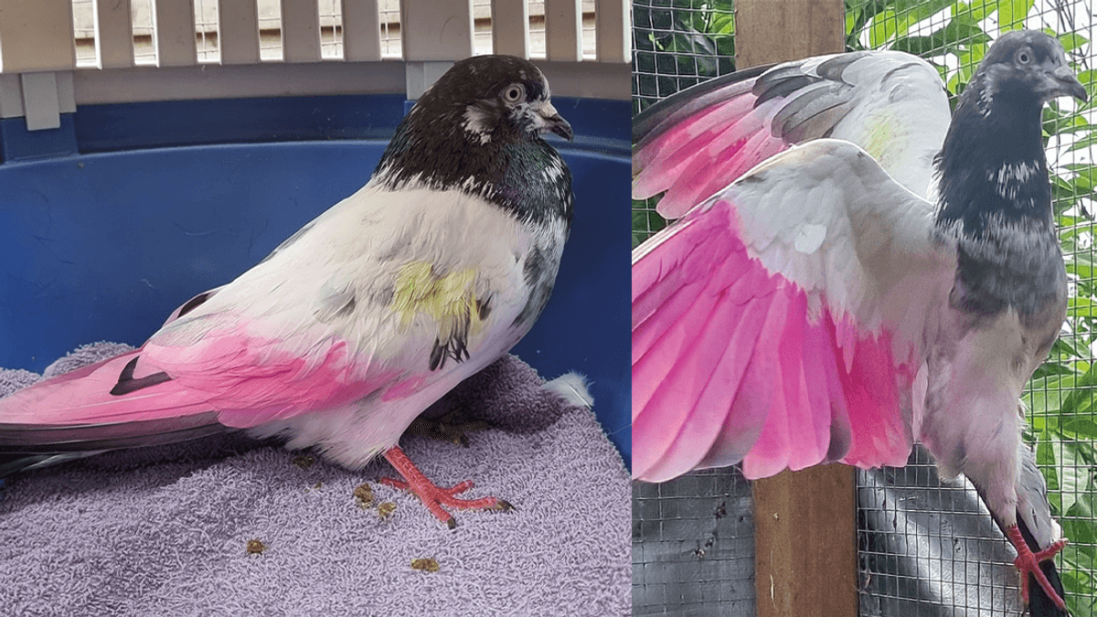 For The Love Of Birds, STOP Dyeing Pigeons For Gender Reveal Parties