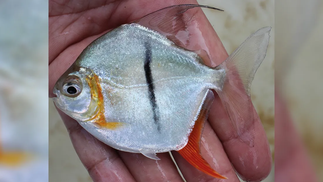 Porno kunnilingus qiladi Seksi tochiki kunteho