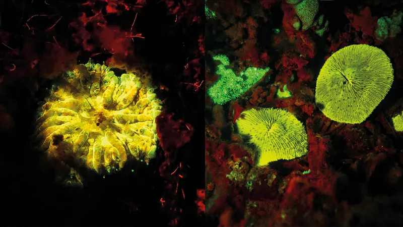 On the left a bright yellow glowing disc coral species and the right is a green glowing mushroom coral. Both on reddish backgrounds.