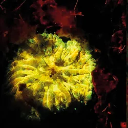 On the left a bright yellow glowing disc coral species and the right is a green glowing mushroom coral. Both on reddish backgrounds.