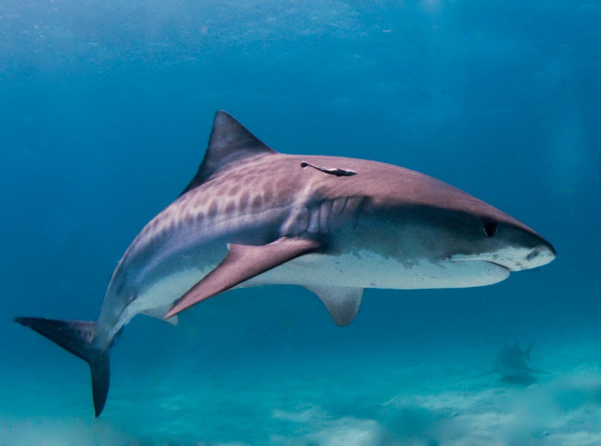 Tiger Shark Pictured Puking Up An Echidna In Strange Encounter