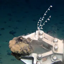 a coral attached to a manganese nodule