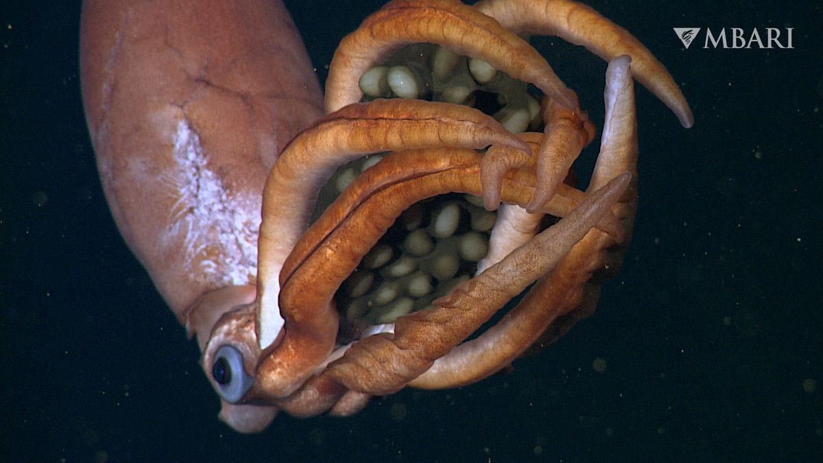 Deep-Sea Squid That Broods Giant Eggs Could Be A Brand New Species