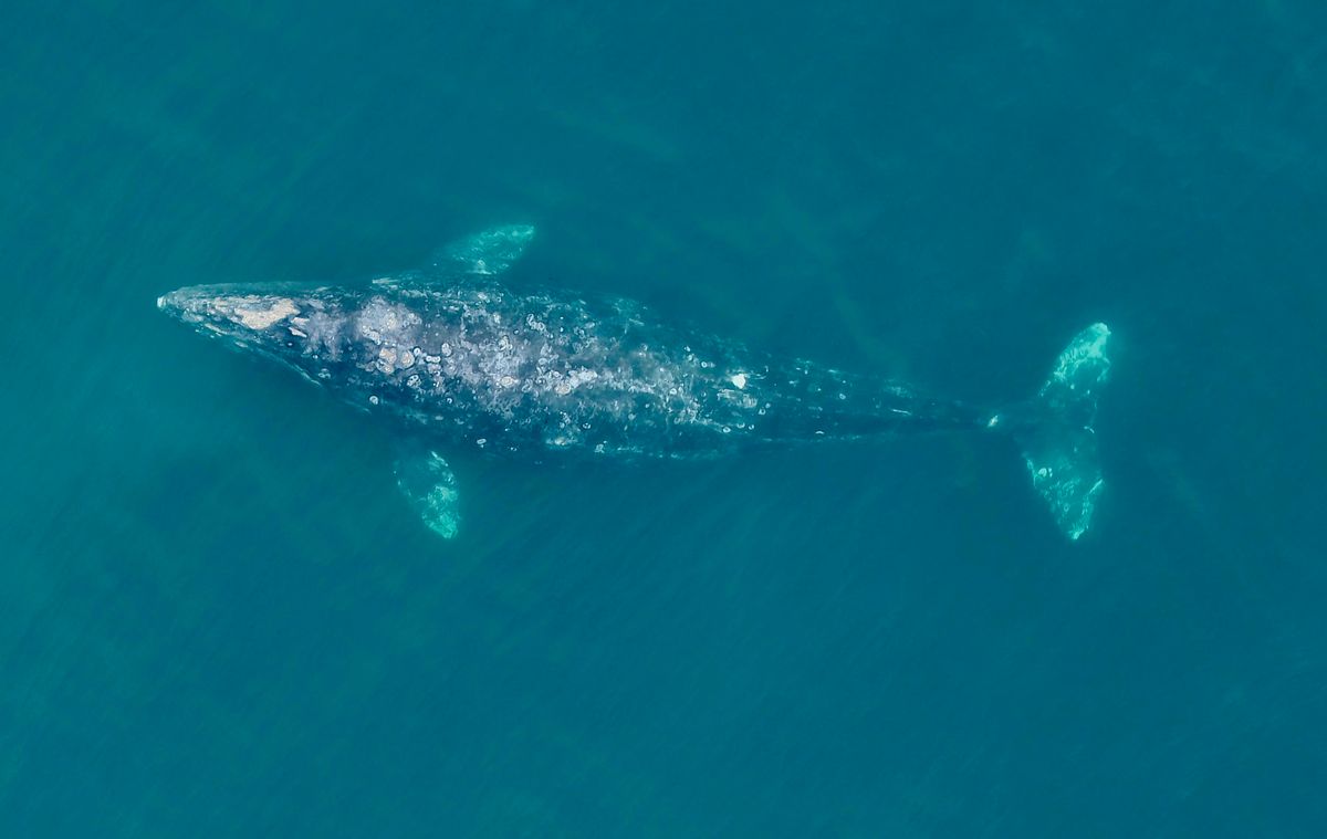 Gray Whales In The Pacific Ocean Are Shrinking By As Much As 13 Percent