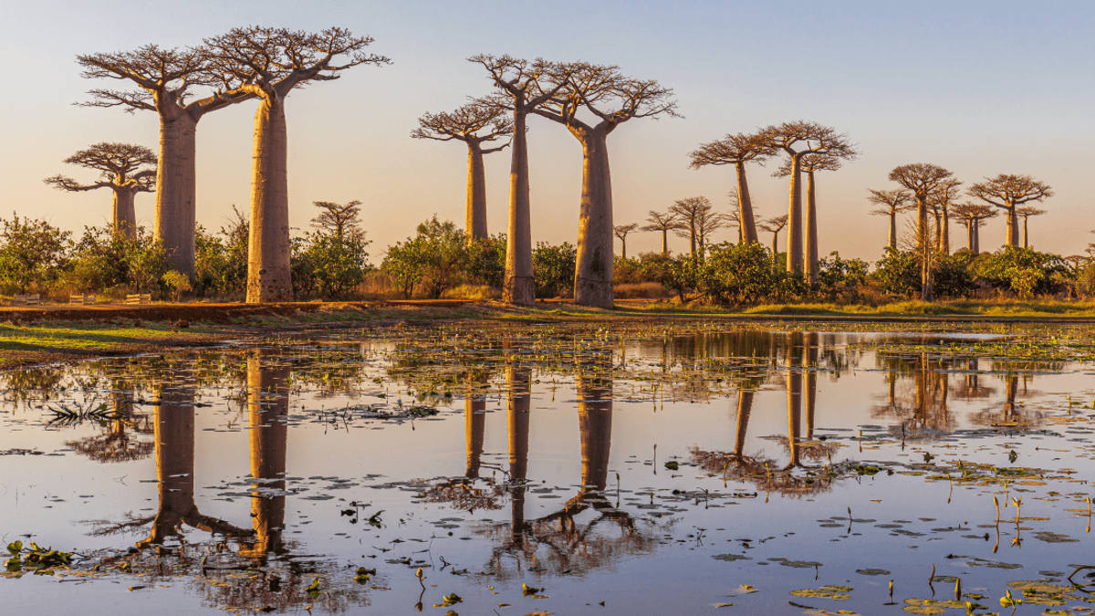 This 200-Million-Year-Old “Upside Down Tree” Can Live For Over 1,000 Years