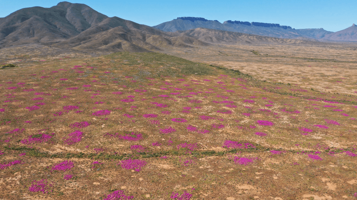 The World’s Oldest Termite Mounds Are 34,000 Years Old, And They’re Beautiful