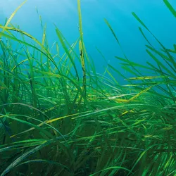 Long tall green strands of seagrass swaying underwater