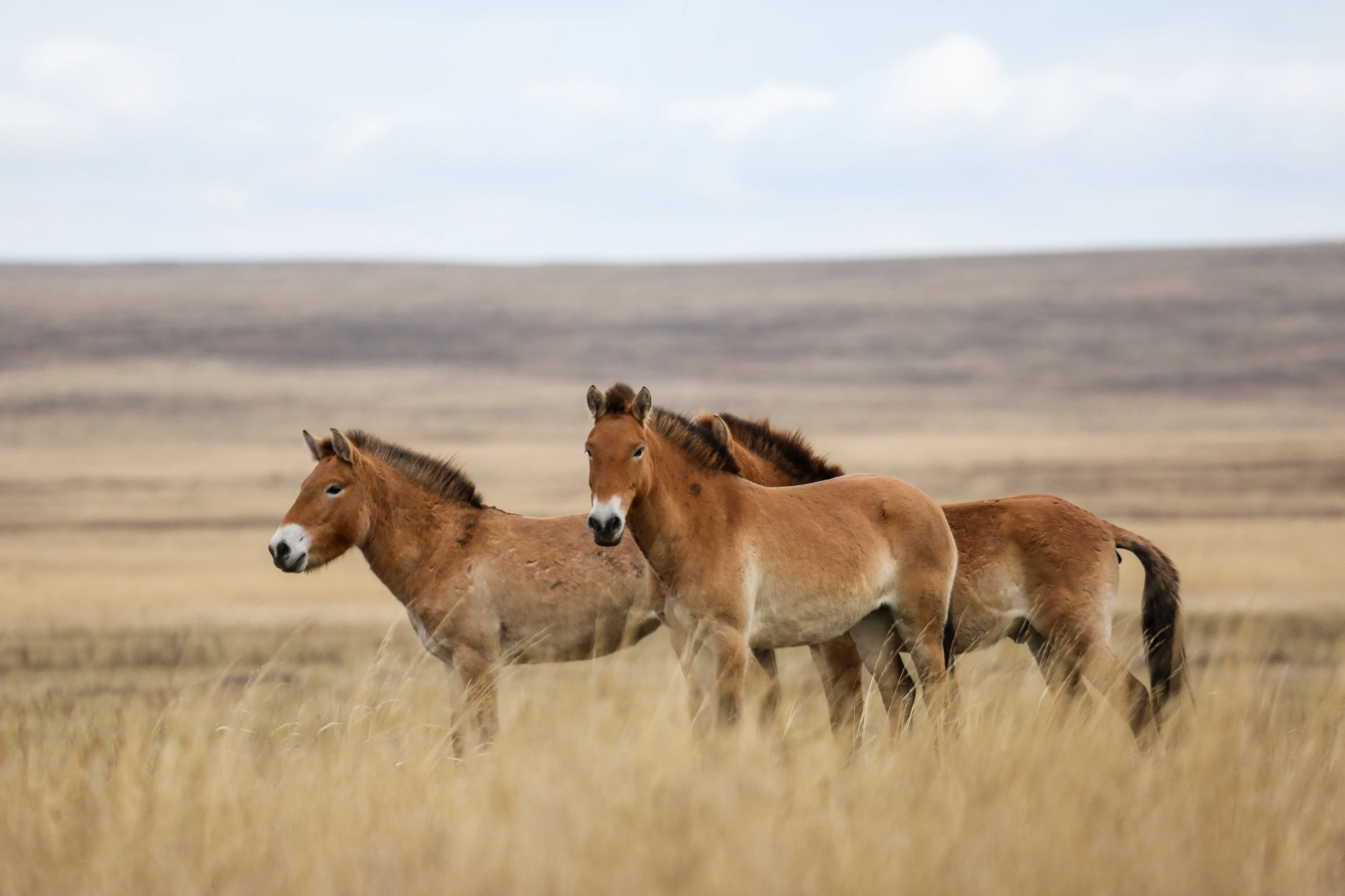 ifsixwasnine★wild horseカーデ★LGB Yahoo!オークション - ifsixwasnine WILD HORSE MINI ワイルドホース