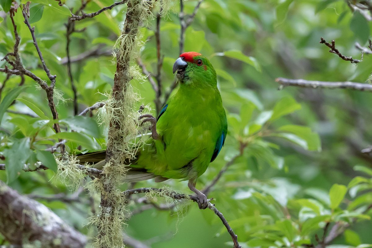 Green Parrots Rub Against Plants For Parasite Protection – And Probably Also To Get High