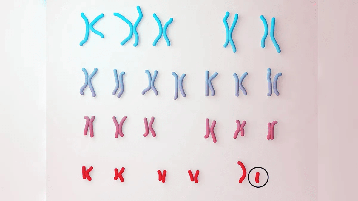 The Human Y Chromosome Is Evolving Way Faster Than The X Chromosome