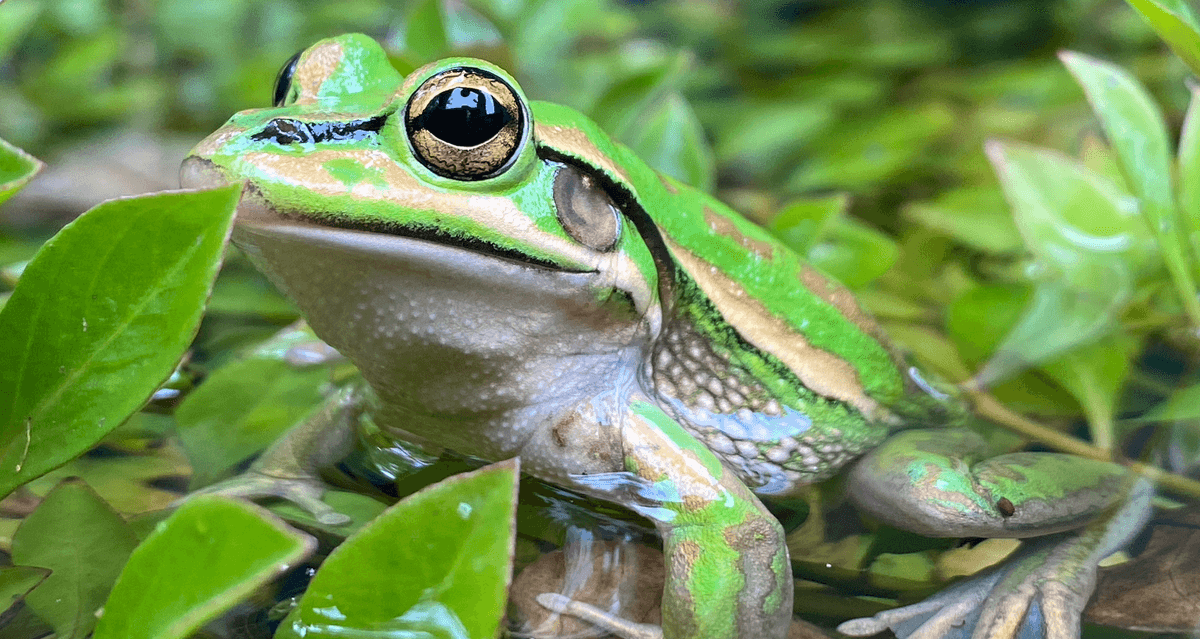 Scientists Are Building Saunas For Frogs To Fight The Amphibian Extinction Crisis