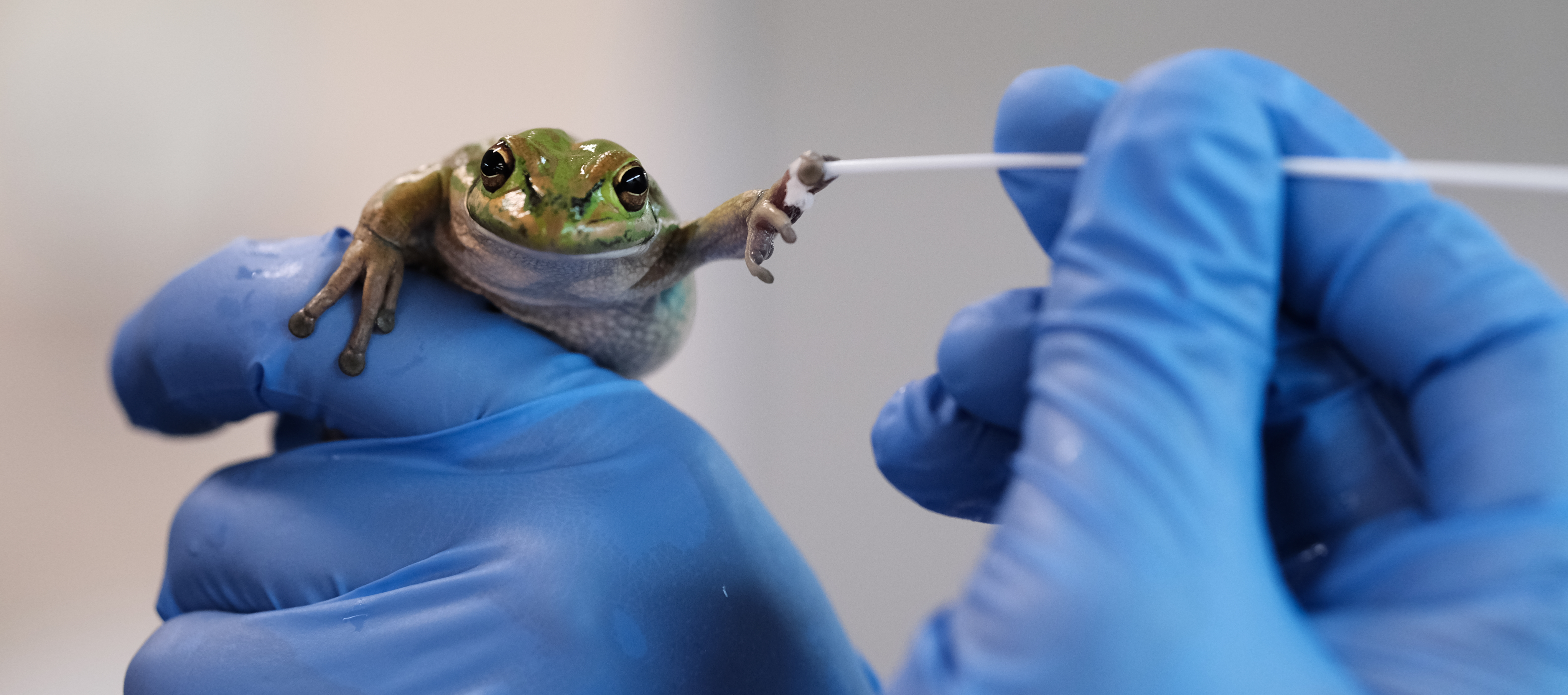 Scientists Are Building Saunas For Frogs To Fight The Amphibian ...