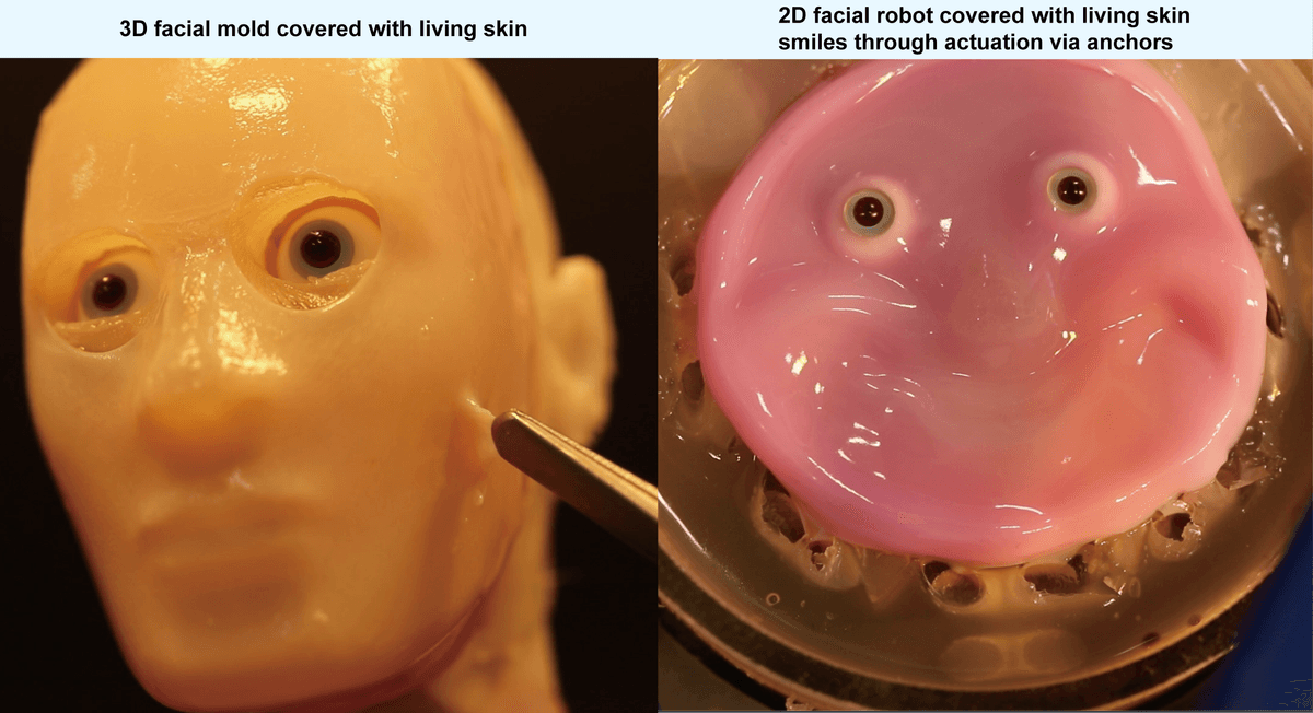 Watch This Uncanny Robot Face Grin And Frown Thanks To Self-Healing, Lab-Grown Human Skin