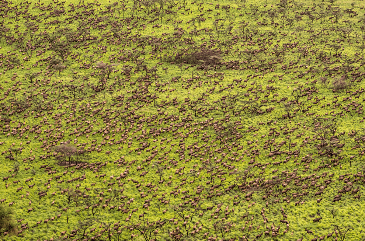 Six Million Animals Make Moves In The World’s Largest Land Mammal Migration