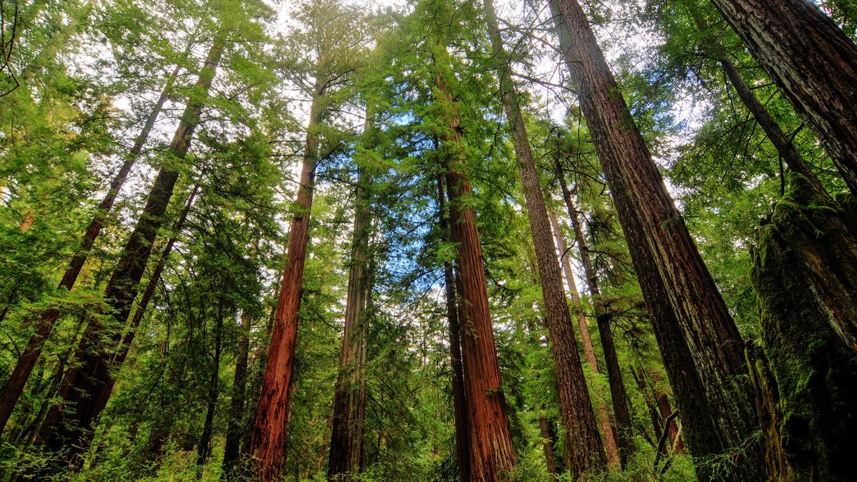 Man Survives Being Lost In Santa Cruz Mountains For 10 Days By Drinking Water Out Of A Shoe